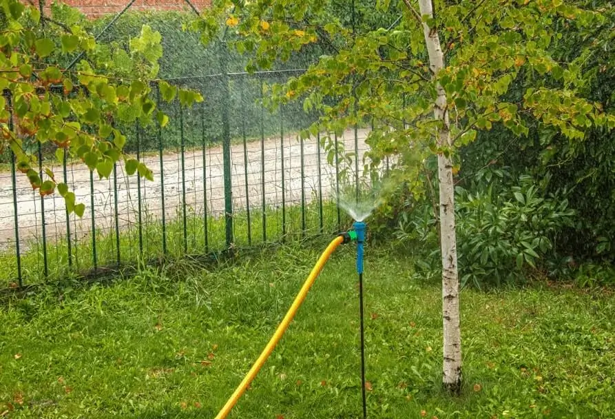 Watering Fruit Trees in Rooftop Gardens