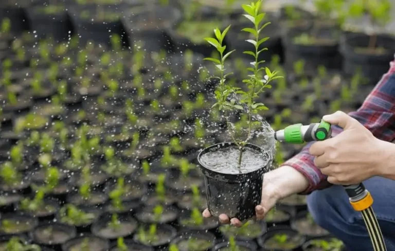 Watering Fruit Trees in Small Pots