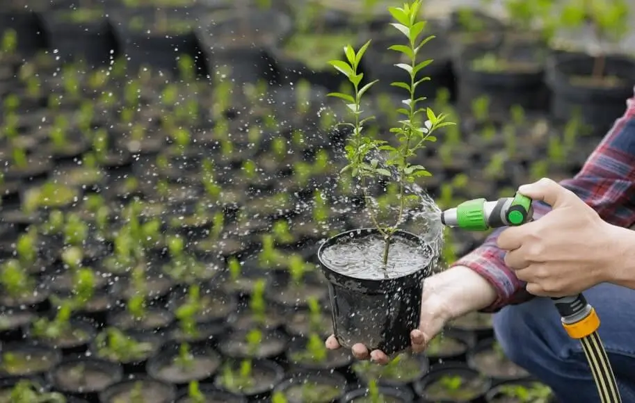 Watering Fruit Trees in Small Pots