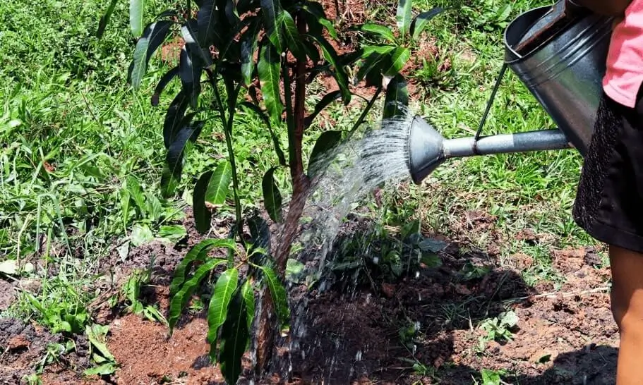 Watering Fruit Trees in Windy Areas