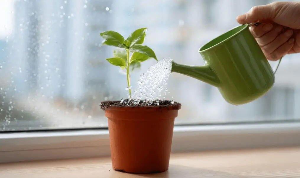 Watering Fruit Trees on Balconies