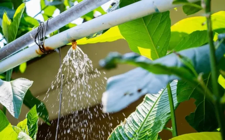 Watering Fruit Trees on Vacation