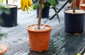 Watering Indoor Fruit Trees Incorrectly
