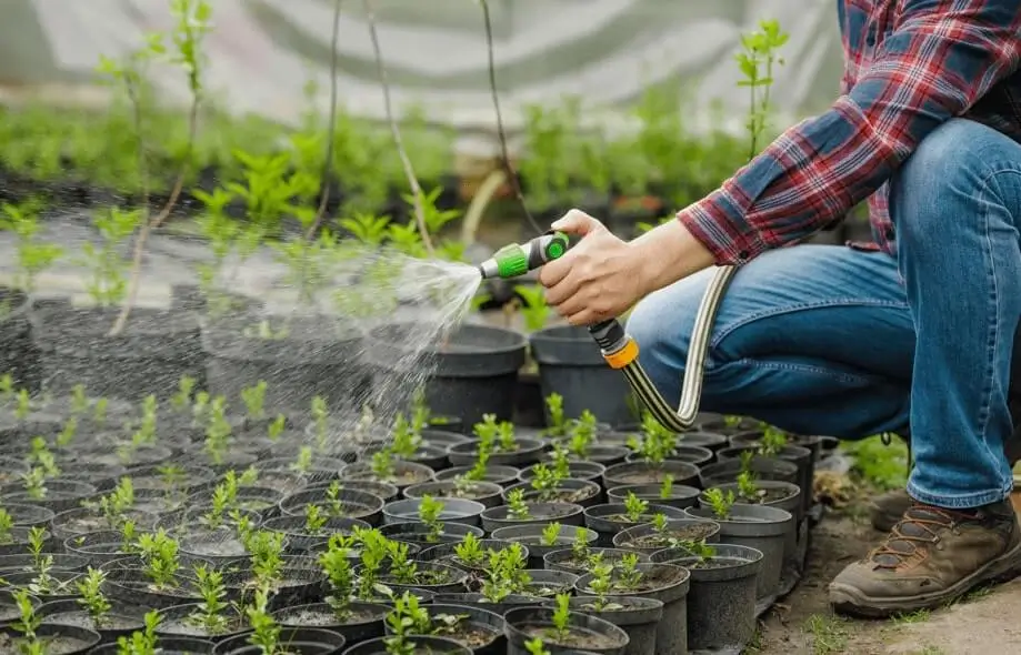 Watering Large Container Fruit Trees