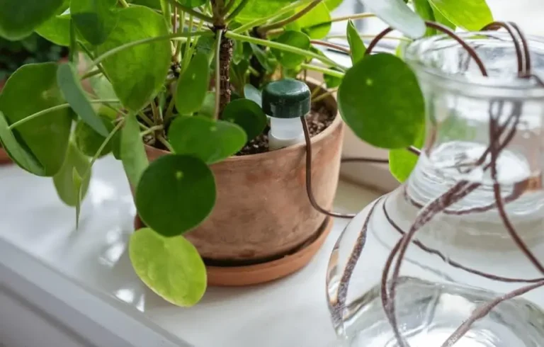 Watering Problems in Self-Watering Pots