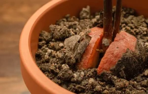 Weak Fruit Tree Stems in Pots