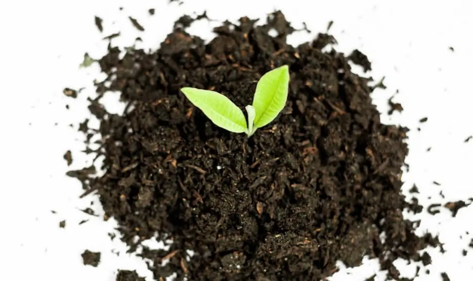 When to Change Soil in Fruit Tree Pots