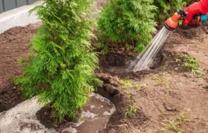 When to Stop Fertilizing Fruit Trees