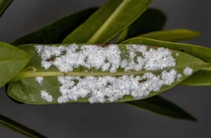 Whiteflies on Balcony Fruit Plants
