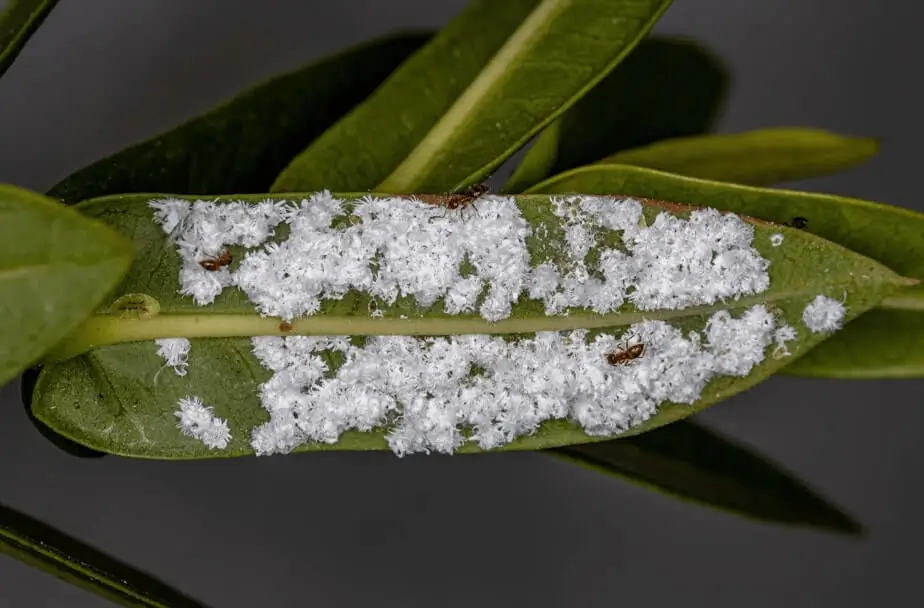 Whiteflies on Balcony Fruit Plants