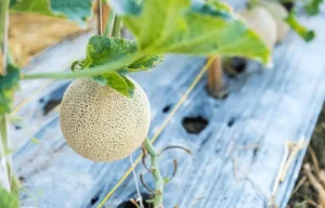 Why Fruit Trees Skip a Season