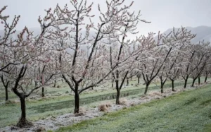 Why Fruit Trees Stop Growing Suddenly