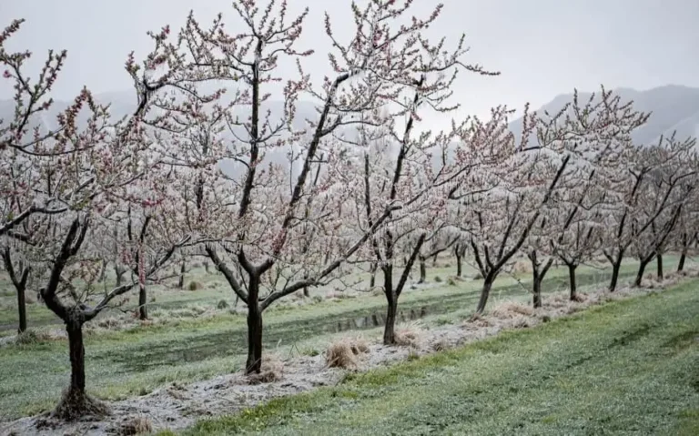 Why Fruit Trees Stop Growing Suddenly