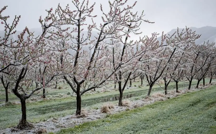 Why Fruit Trees Stop Growing Suddenly