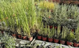 Winter Dormancy Issues in Containers