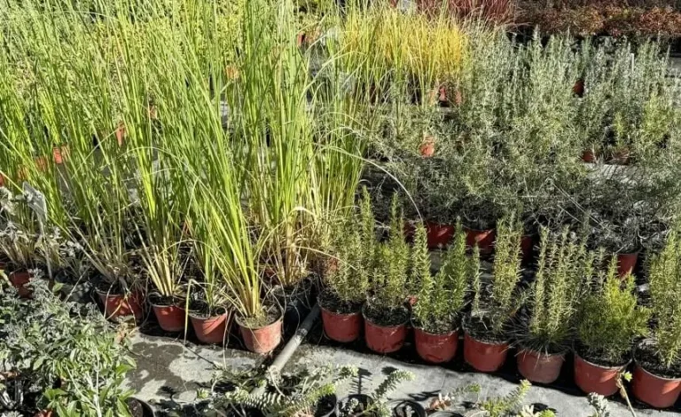 Winter Dormancy Issues in Containers