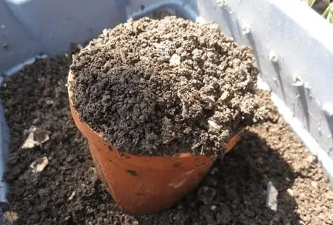 Worm Castings for Fruit Trees in Pots