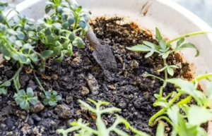 Worm Castings for Fruit Trees in Pots