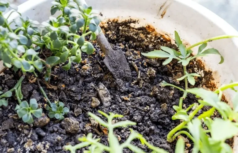 Worm Castings for Fruit Trees in Pots
