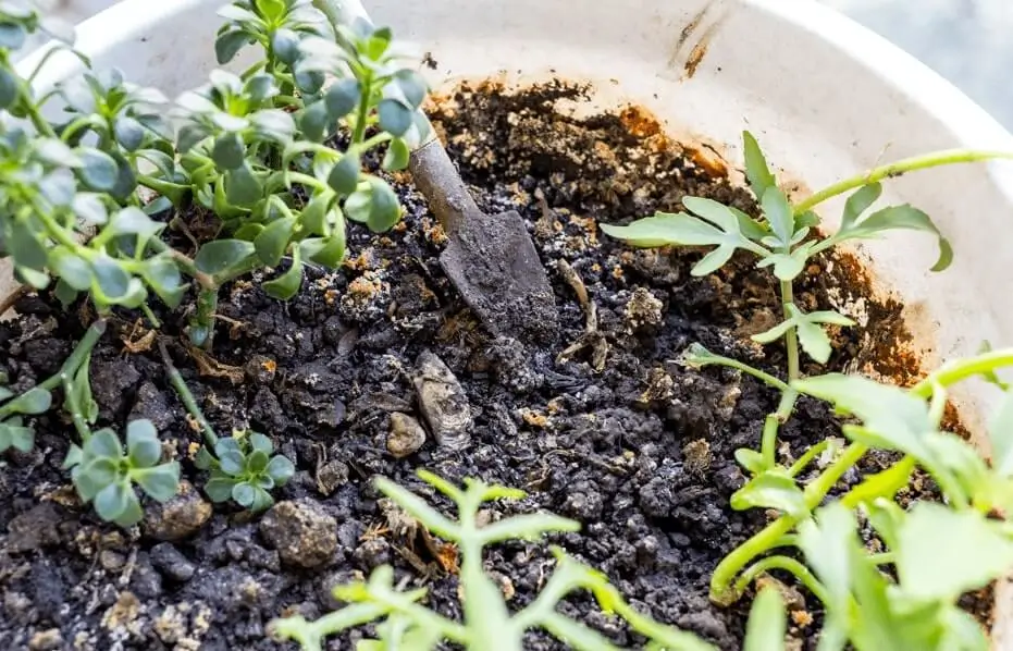Worm Castings for Fruit Trees in Pots