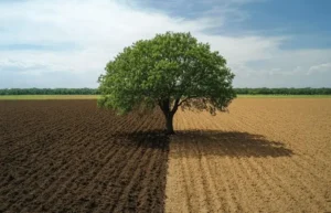 Wrong soil mix for fruit trees