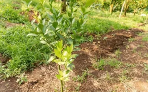 Young Fruit Trees Not Producing Yet