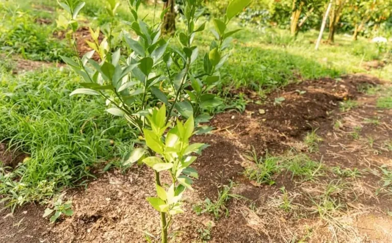 Young Fruit Trees Not Producing Yet