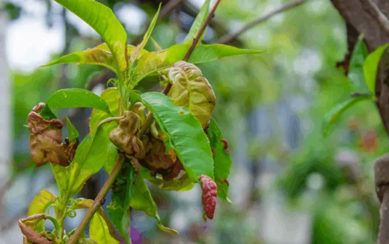 fruit trees wilting in pots causes and solutions