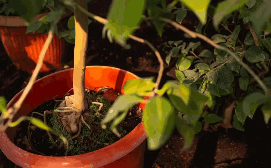 poor drainage potted fruit trees