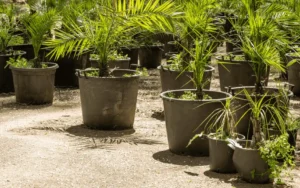 slow growth in container fruit trees