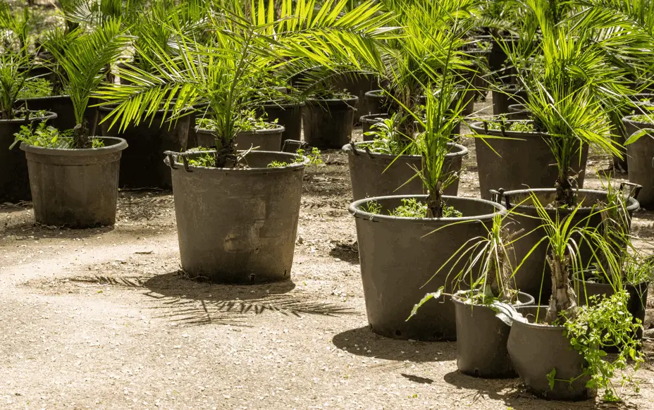 slow growth in container fruit trees