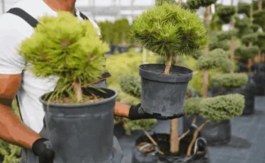 water stress potted fruit trees