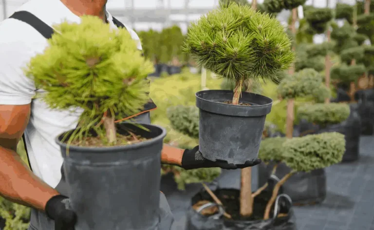 water stress potted fruit trees