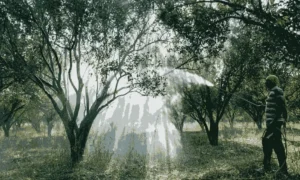 watering fruit trees tips