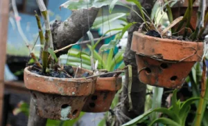 why fruit trees fail in pots