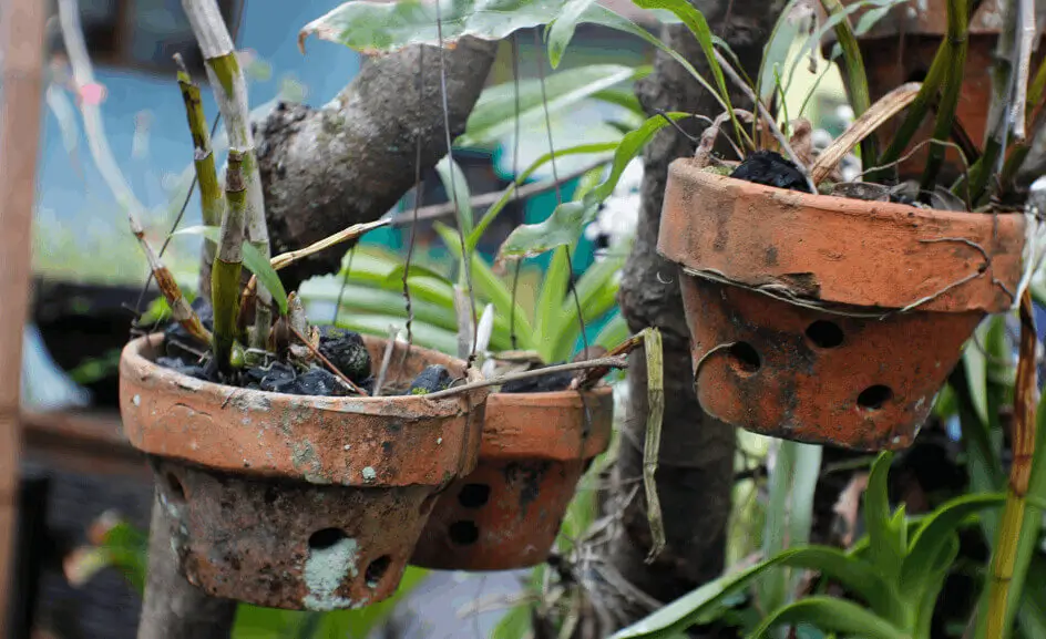 why fruit trees fail in pots