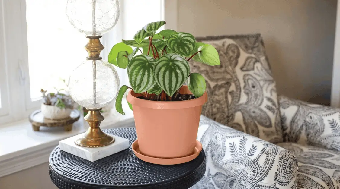 Best Pots for Fruit Trees