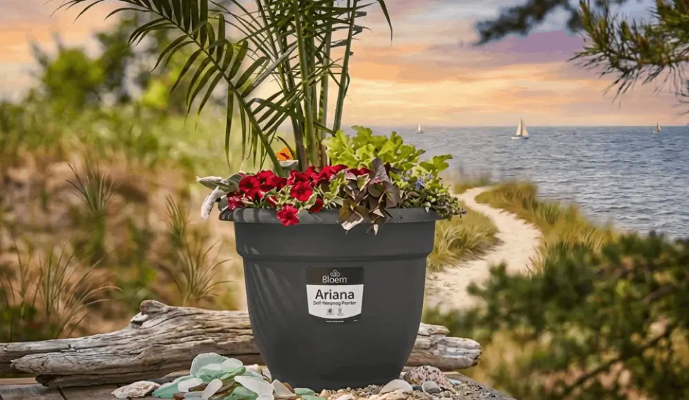 Best containers for balcony fruit gardening