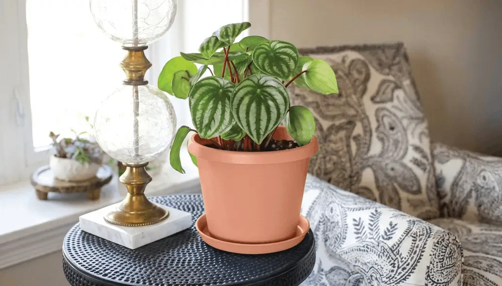 Best containers for balcony fruit gardening