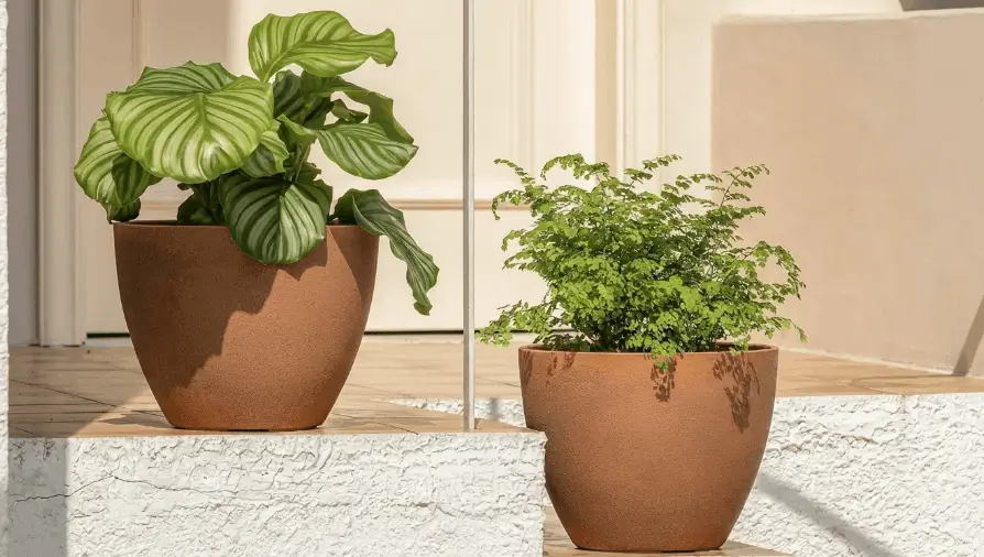 Plastic vs Clay Pots for Fruit Trees