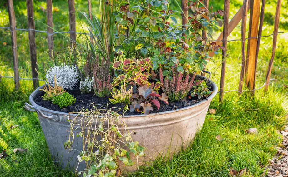 Grow Fruit Trees in Large Containers