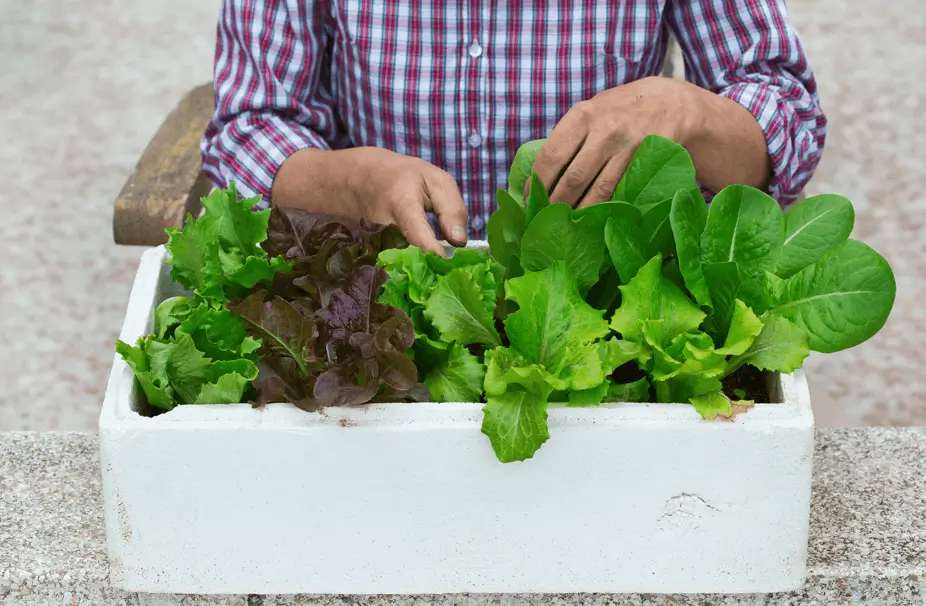 Grow Salad Greens in Window Boxes