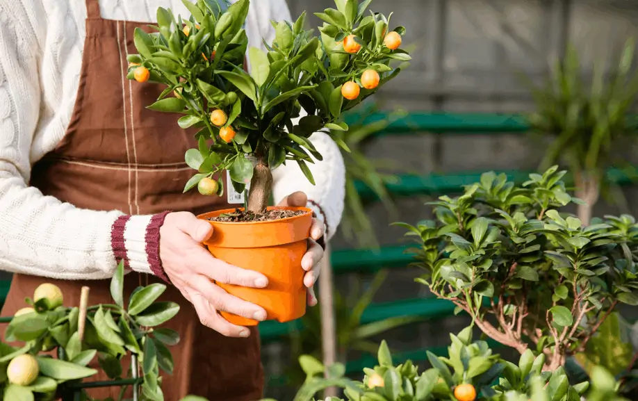 Grow Dwarf Citrus Trees