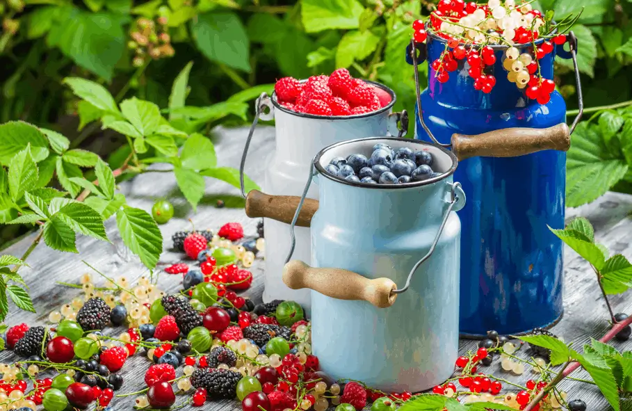 Create a Container Berry Garden