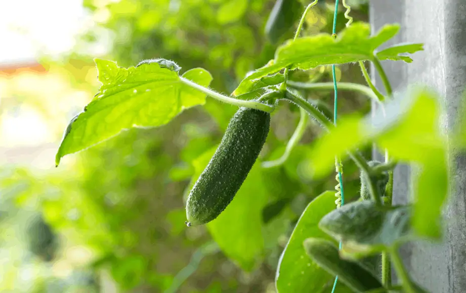 Grow Cucumbers Vertically