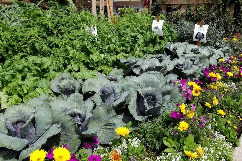 Create an Edible Border