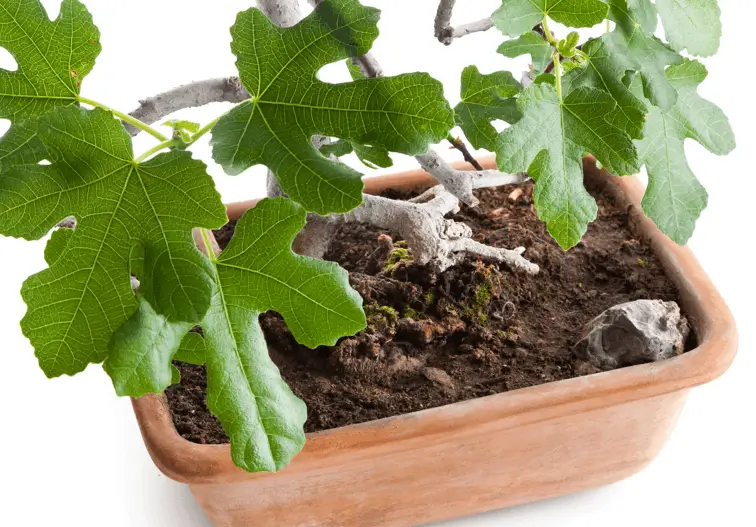Plant Compact Fig Trees