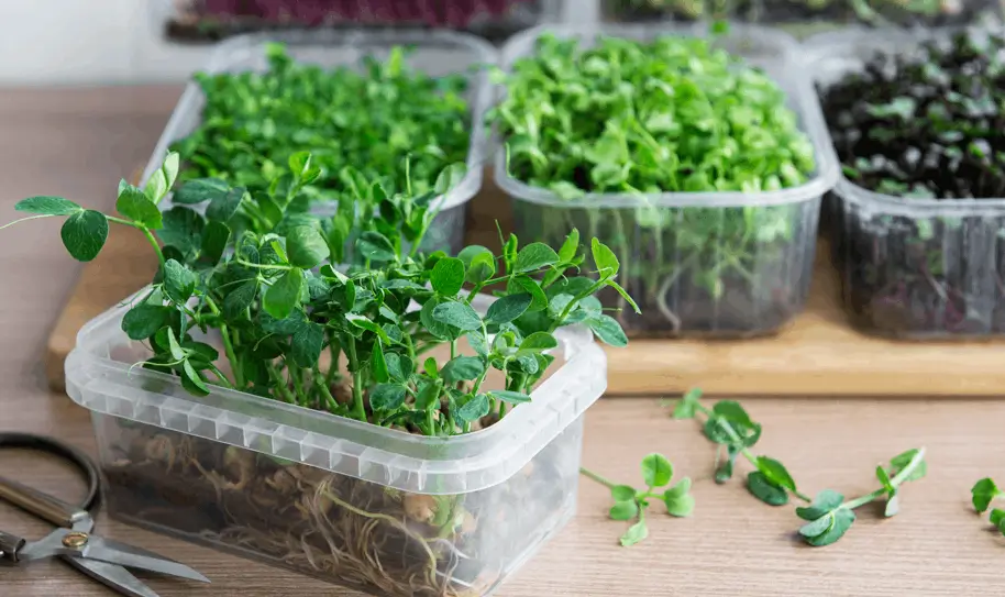 Grow Microgreens Year-Round