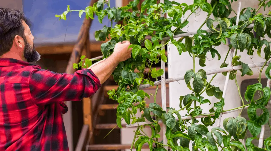 Edible Garden Ideas