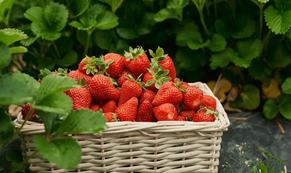 Use Hanging Strawberry Baskets